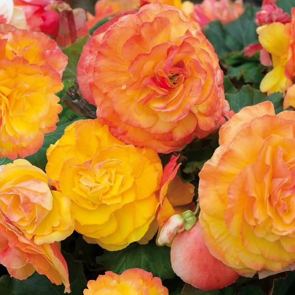 Begonia Fortune Golden Picotee